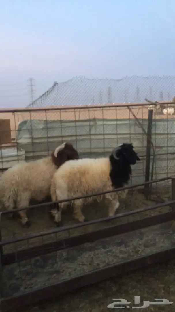 جذعان نعيم فحول   جرم ولون (image 1)