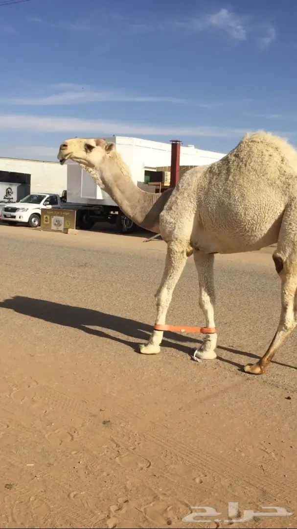 قعود كفوو باتلي (image 1)