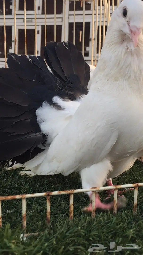 جوز رقاص هولندي فريد (مذيل أسود) - فرصة لا تُفوّت! (image 1)