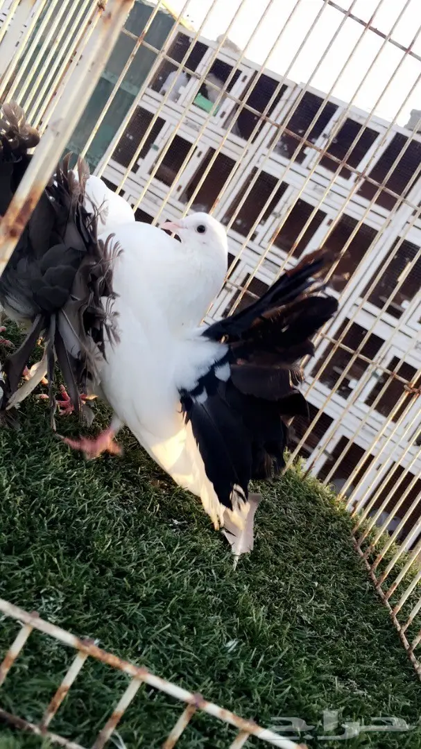 جوز رقاص هولندي فريد (مذيل أسود) - فرصة لا تُفوّت! (image 4)