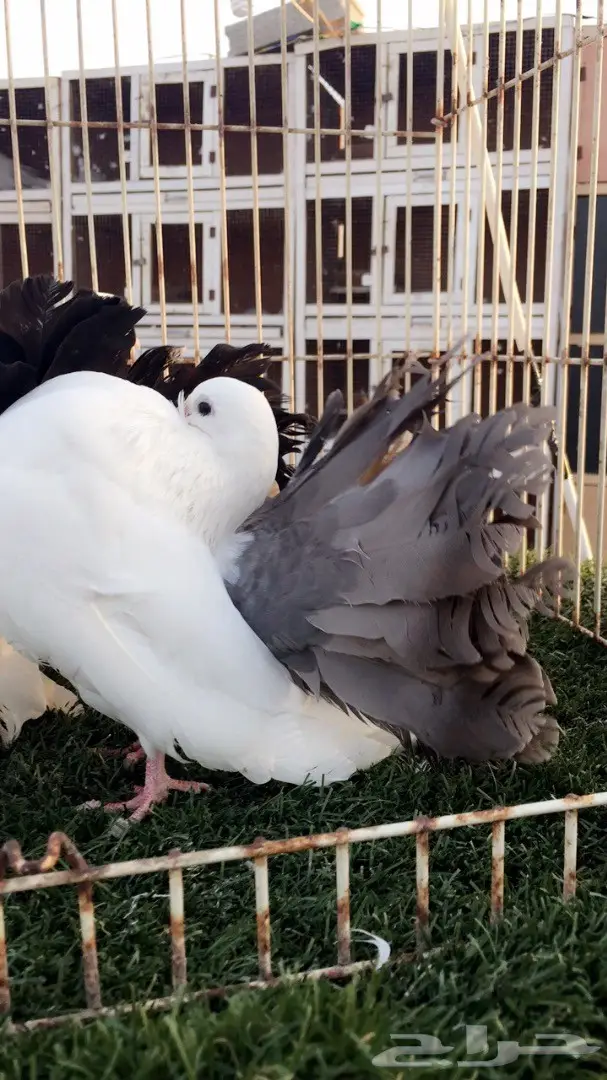 جوز رقاص هولندي فريد (مذيل أسود) - فرصة لا تُفوّت! (image 5)