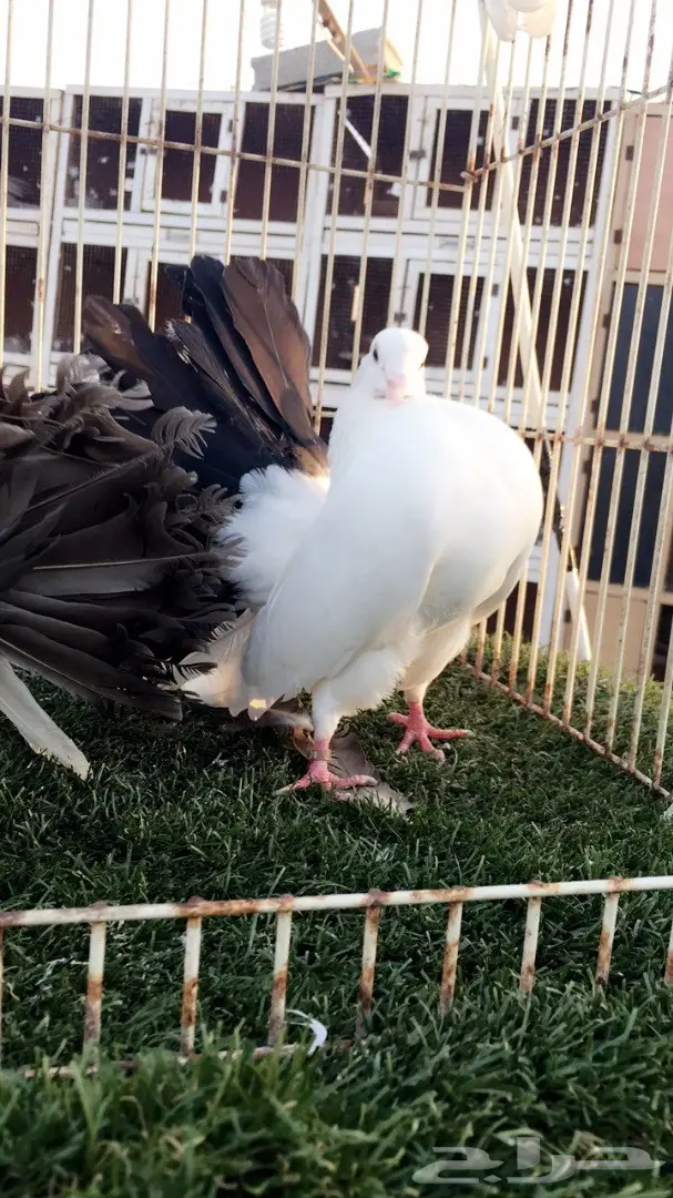 جوز رقاص هولندي فريد (مذيل أسود) - فرصة لا تُفوّت! (image 6)