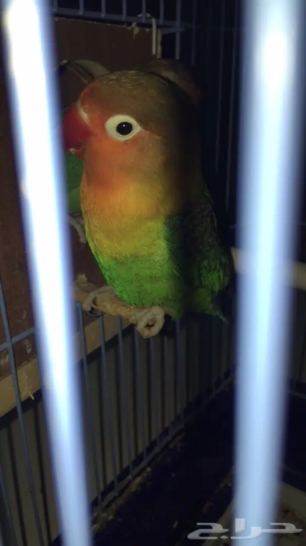 طيور فيشر  (image 3)