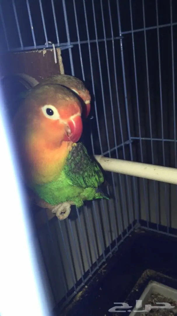 طيور فيشر  (image 4)