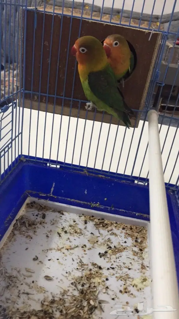 طيور فيشر  (image 5)