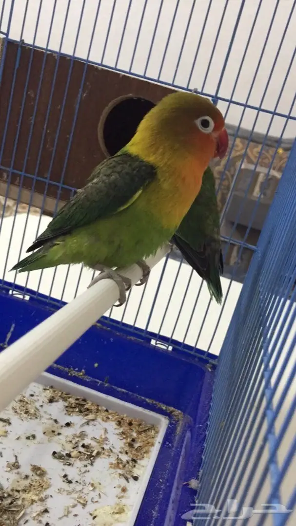 طيور فيشر  (image 6)