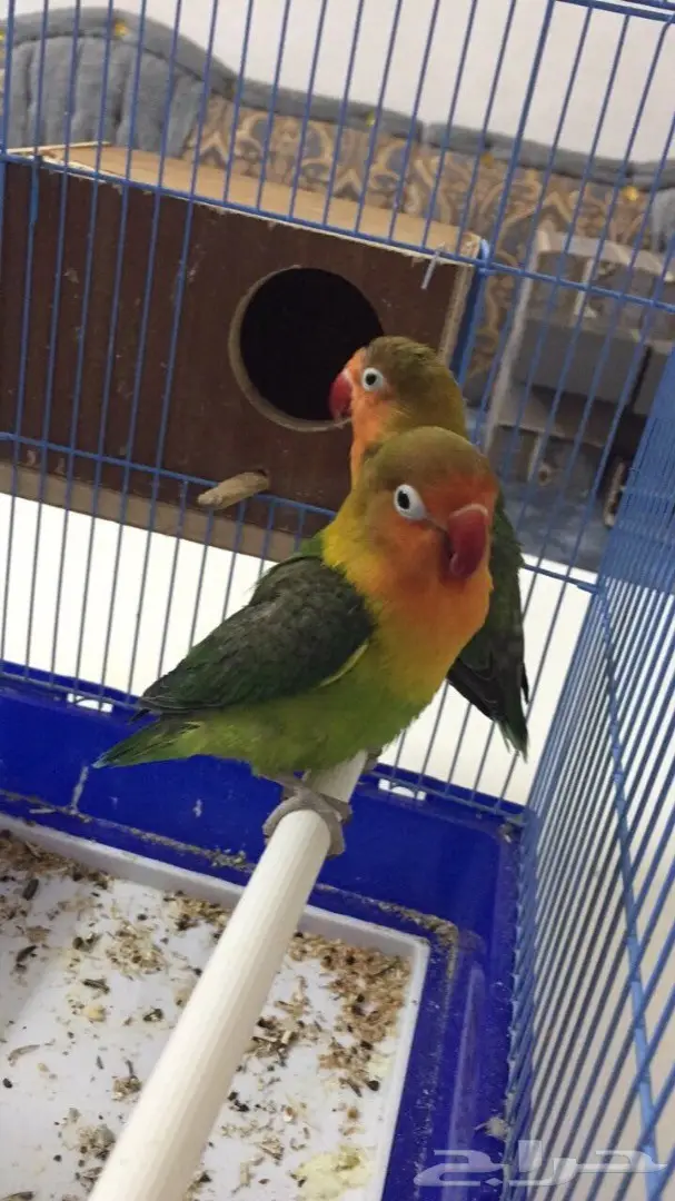 طيور فيشر  (image 7)