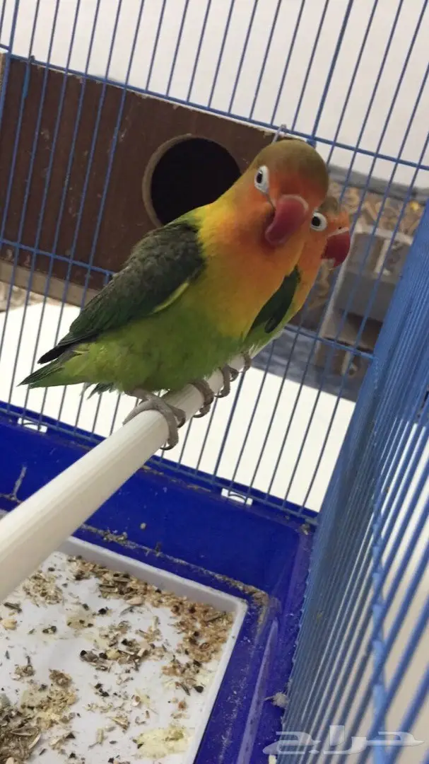 طيور فيشر  (image 8)