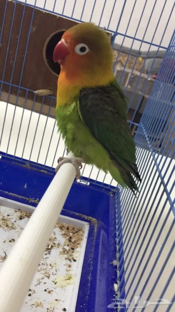 طيور فيشر  (image 9)