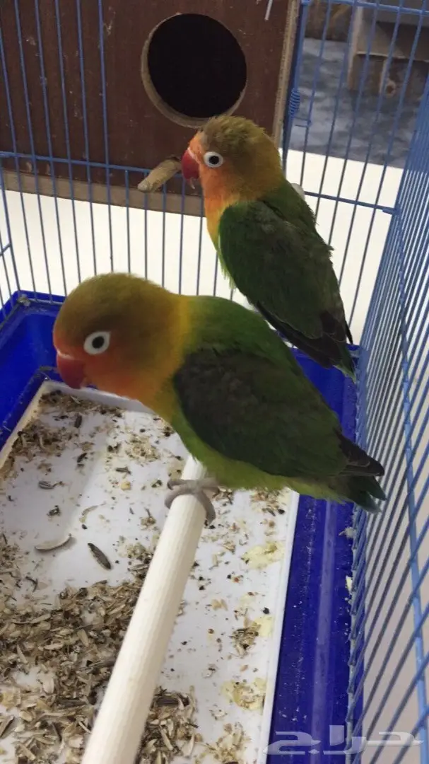 طيور فيشر  (image 10)