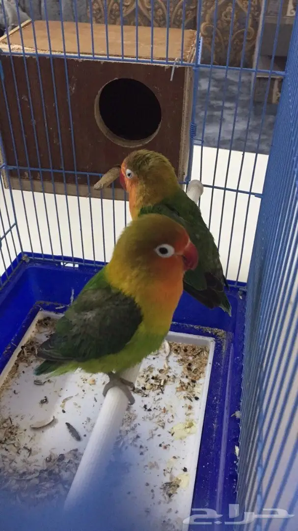 طيور فيشر  (image 11)