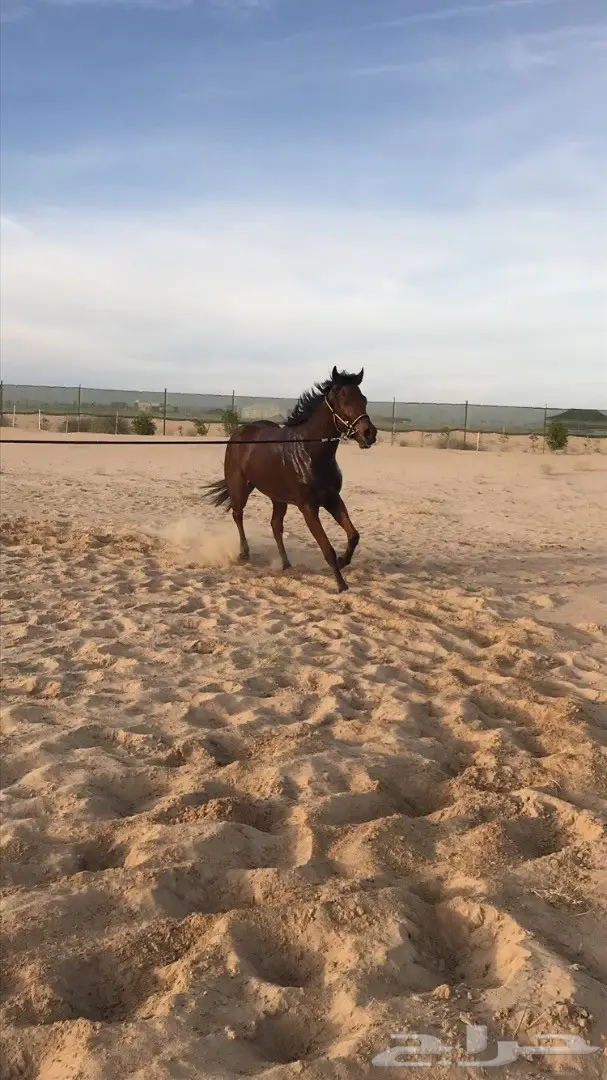 حصان انتاج انجليزي للبيع بسعر مناسب (image 2)