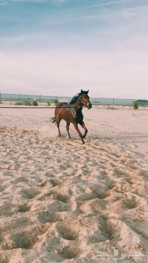 حصان انتاج انجليزي للبيع بسعر مناسب (image 3)