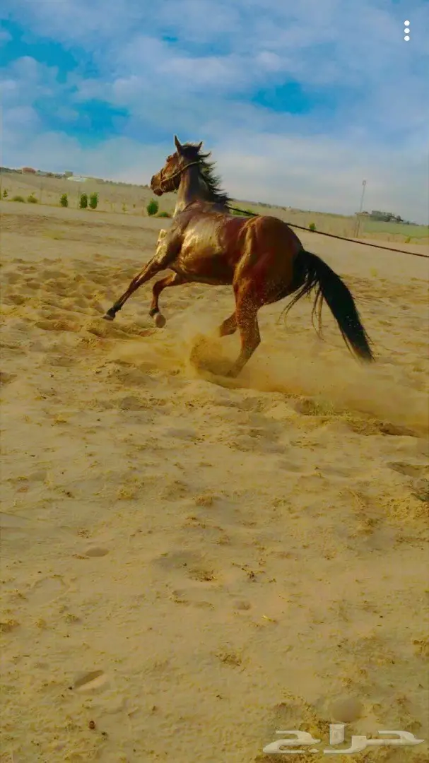 حصان انتاج انجليزي للبيع بسعر مناسب (image 4)