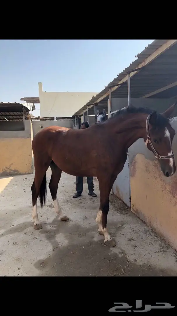 مهر عربي اصيل خط  فرنسي سرعة (image 3)