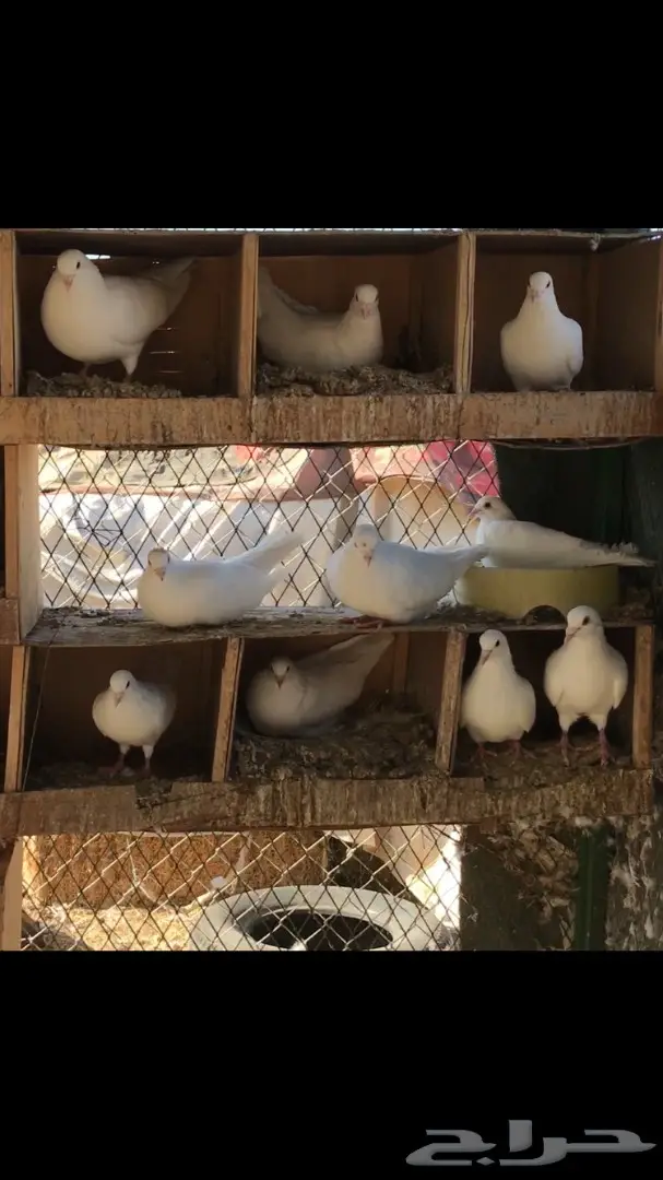 فرنسي لاحم اجواز منتجه جروم كبار