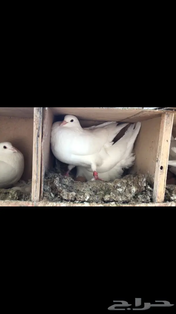 فرنسي لاحم اجواز منتجه جروم كبار (image 1)