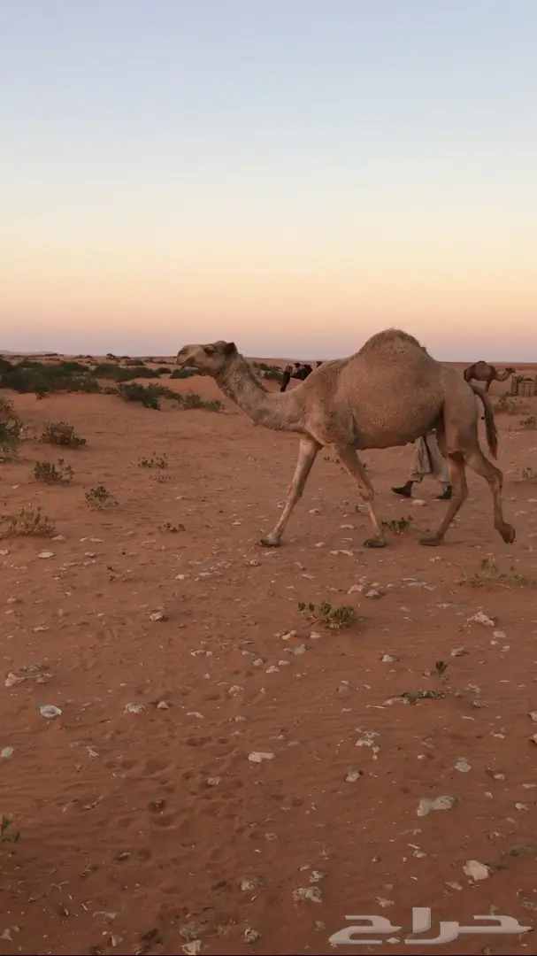 ناقه شعلا معشر طيبه