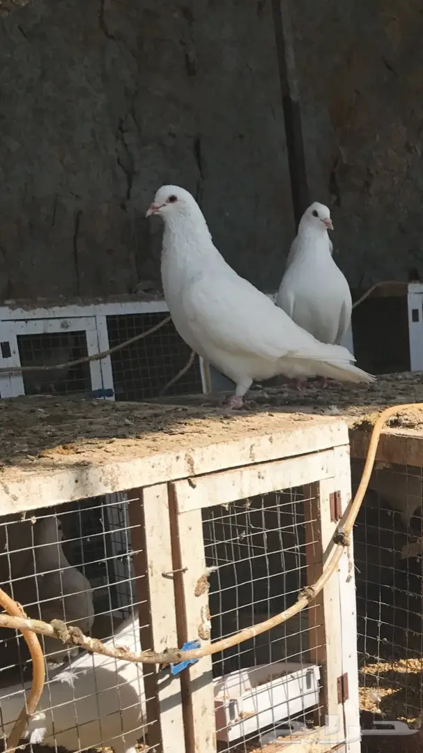 حمام فرنسي (image 3)