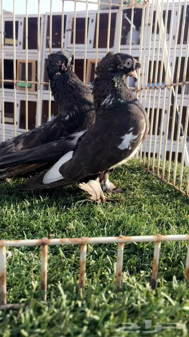 ((جوز الاسكا تايقر ))