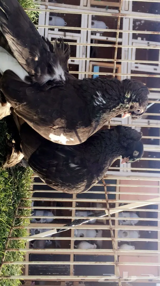 ((جوز الاسكا تايقر )) (image 2)