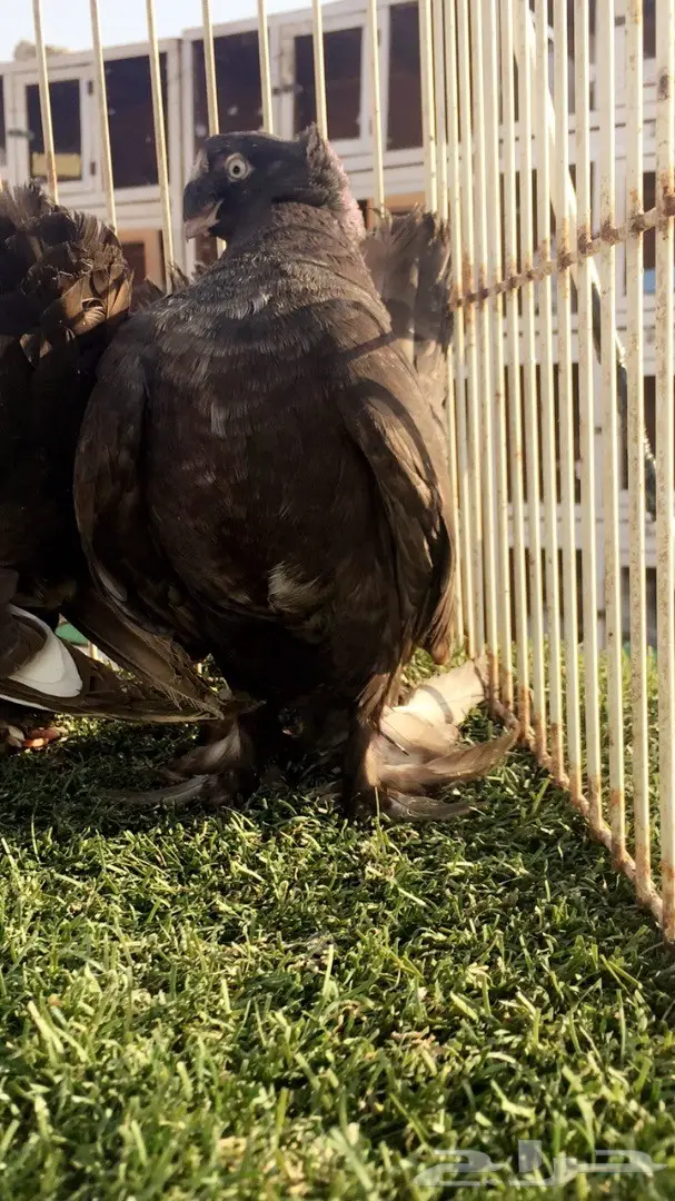 ((جوز الاسكا تايقر )) (image 3)