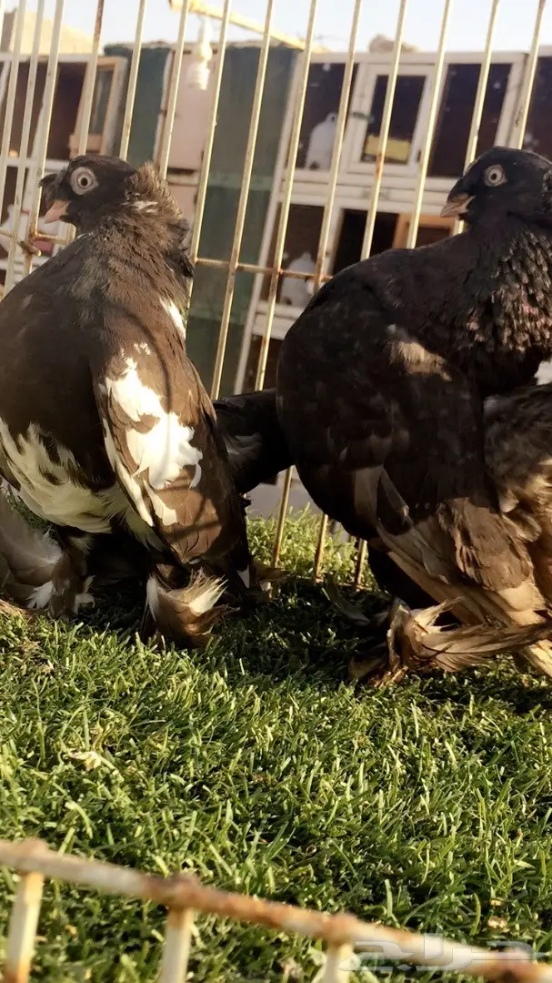 ((جوز الاسكا تايقر )) (image 4)