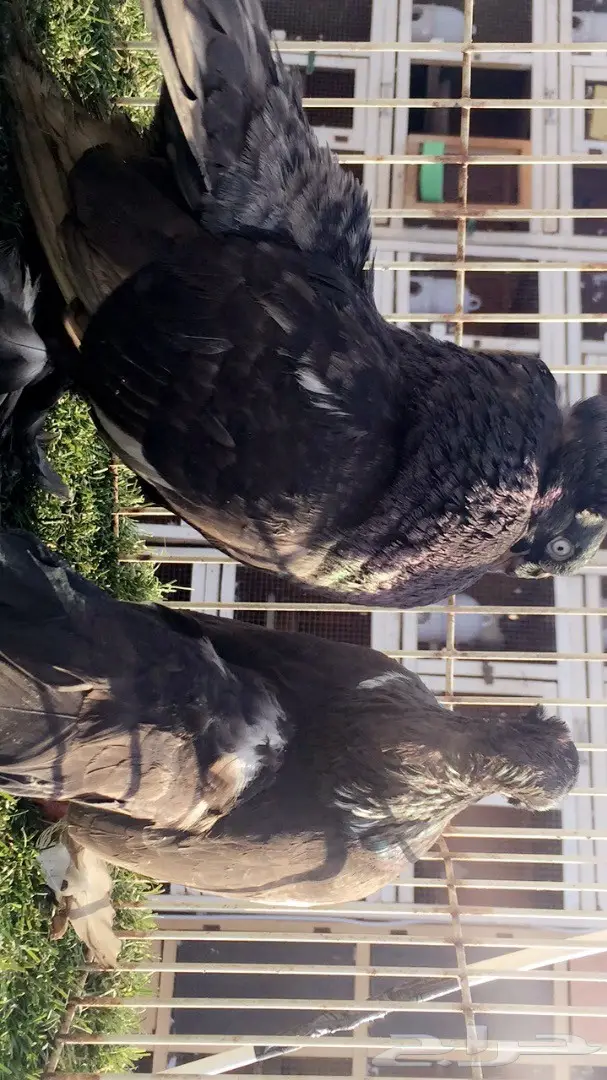 ((جوز الاسكا تايقر )) (image 5)