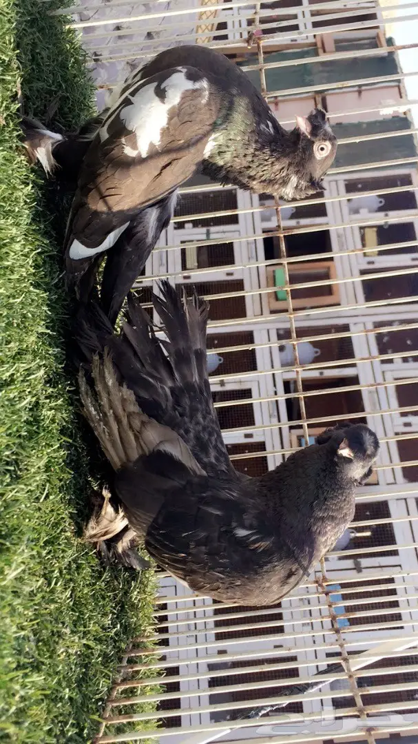 ((جوز الاسكا تايقر )) (image 6)