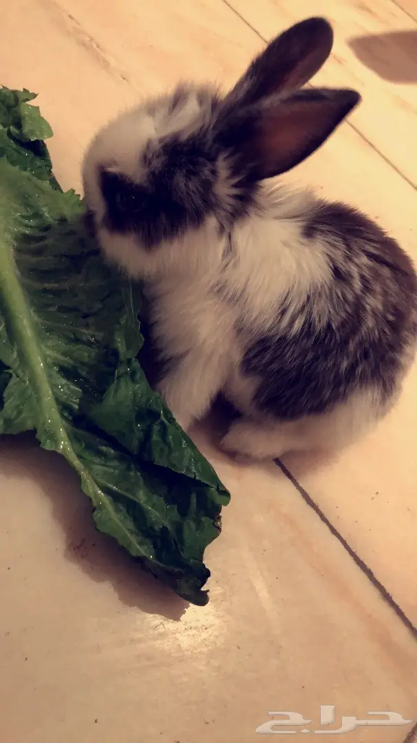 ارنب صغير للبيع