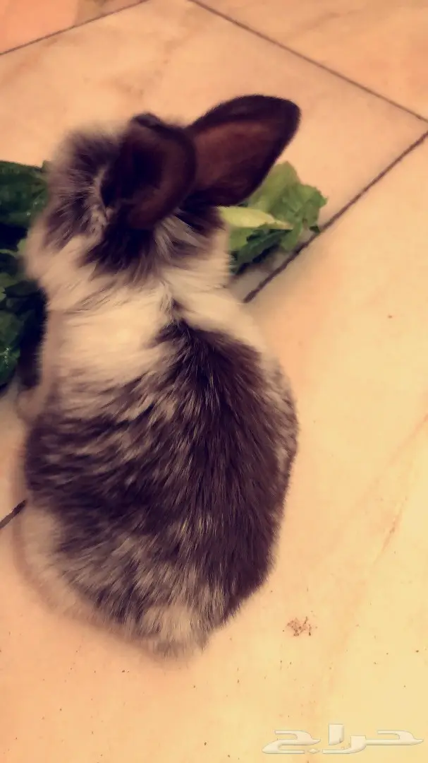 ارنب صغير للبيع (image 1)