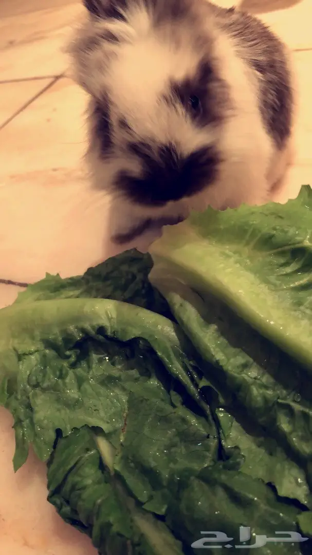 ارنب صغير للبيع (image 2)