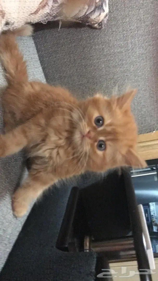 قطط للبيع في جدة