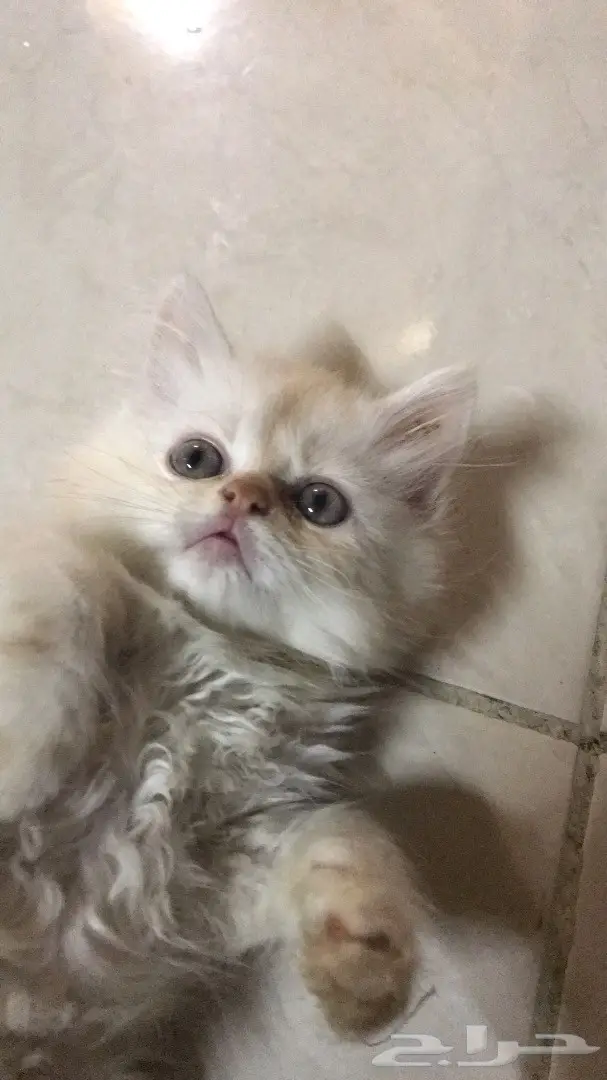 قطط للبيع في جدة (image 1)