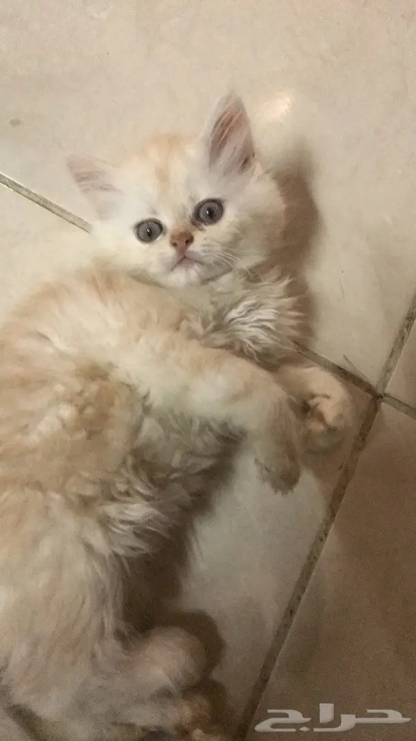 قطط للبيع في جدة (image 2)