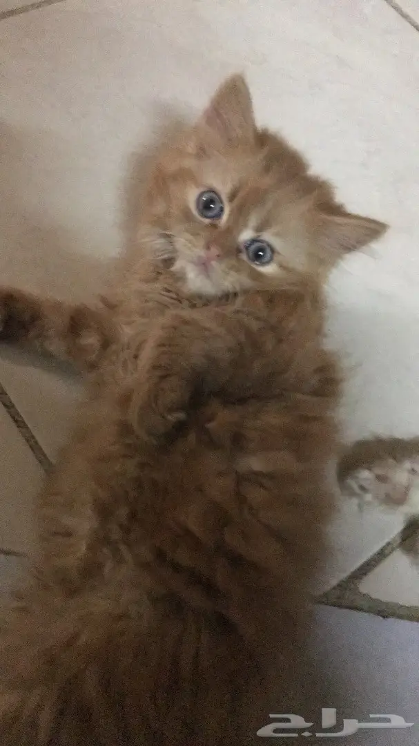 قطط للبيع في جدة (image 3)