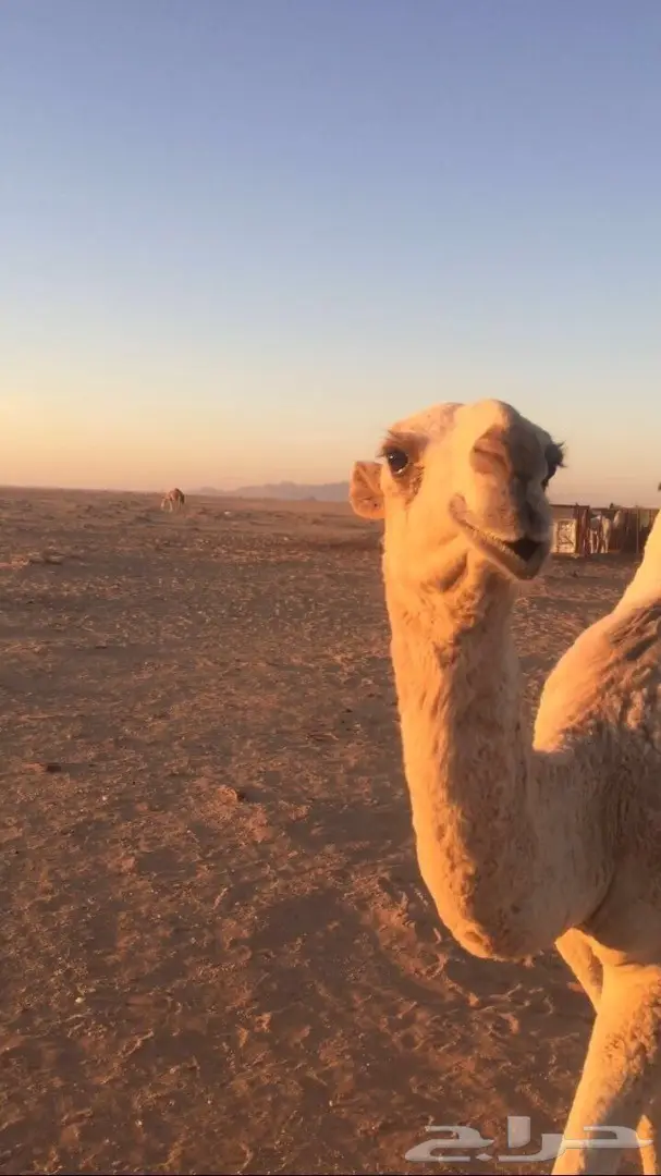 بكره شقحاء كفو منوه القناي (image 3)