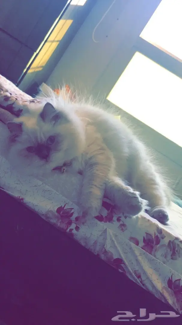 للبيع قطه هملايا انثى 