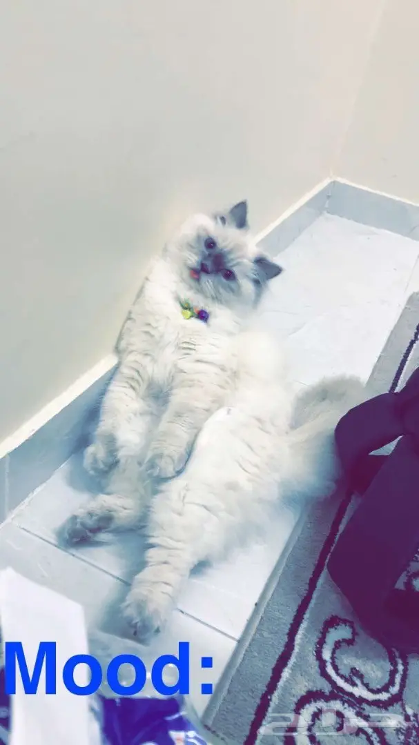 للبيع قطه هملايا انثى  (image 2)