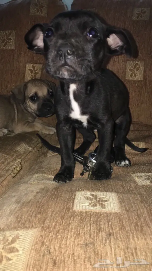 انثى بتبول للبيع العمر شهرين