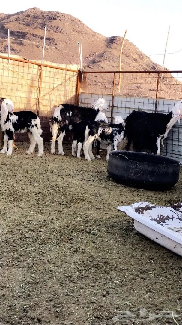 نجد ولد جرم وصحة 