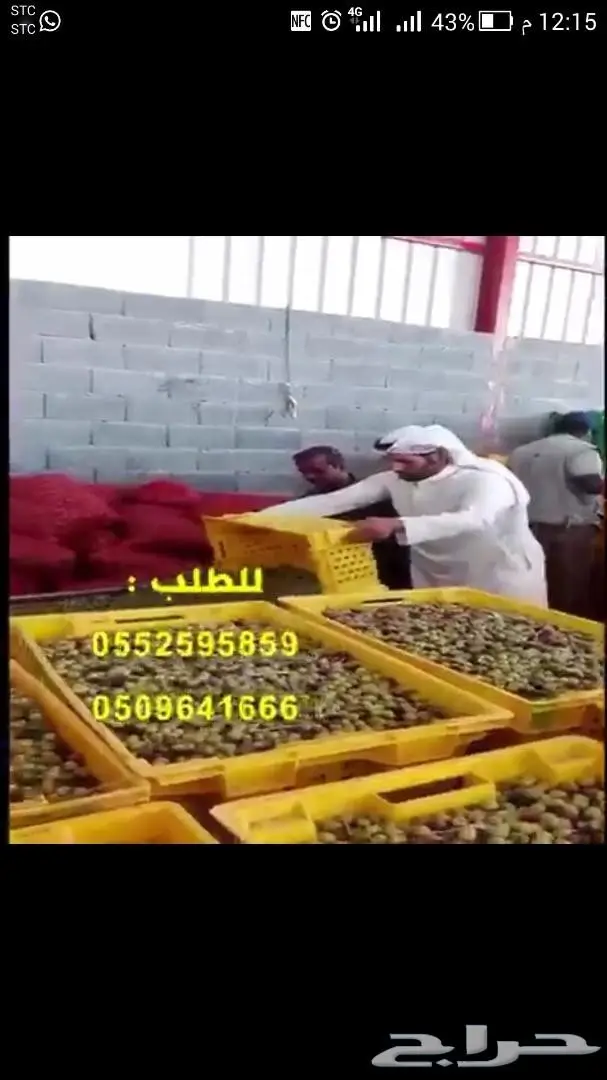  زيت زيتون بسيطا بكر على البارد جديد1439 (image 3)