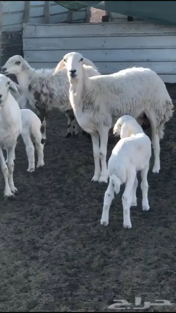 حريات متابيع 6 معها 7 شرق الرياض - عاجل 