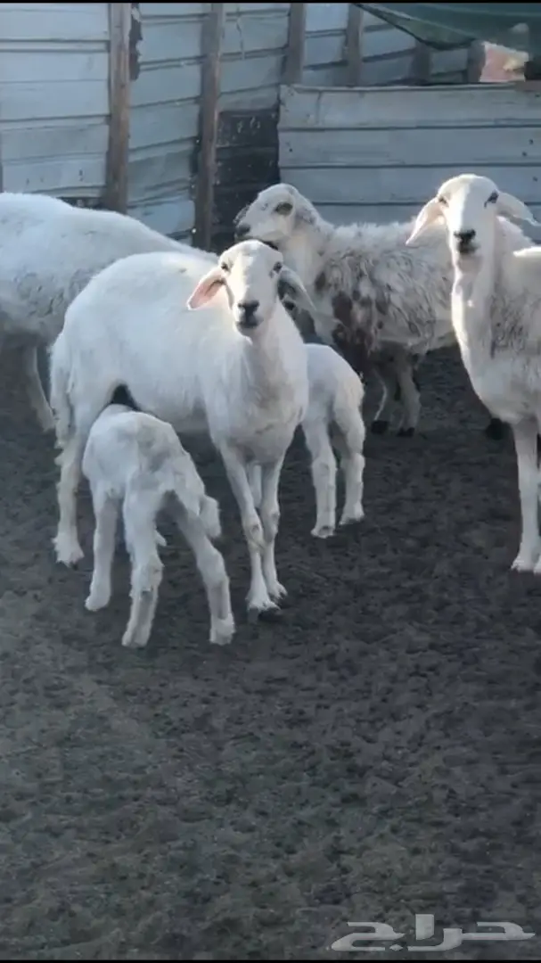 حريات متابيع 6 معها 7 شرق الرياض - عاجل  (image 1)