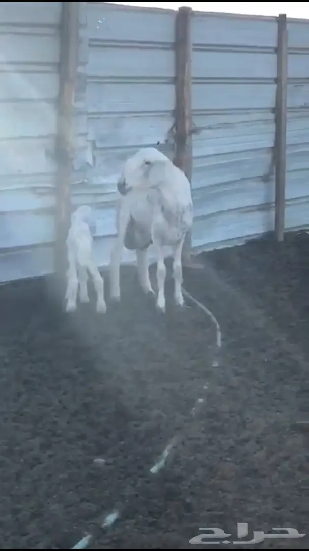 حريات متابيع 6 معها 7 شرق الرياض - عاجل  (image 2)