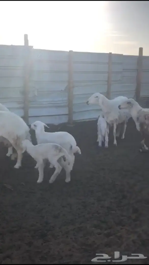 حريات متابيع 6 معها 7 شرق الرياض - عاجل  (image 4)