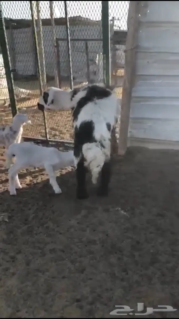 حريات متابيع 6 معها 7 شرق الرياض - عاجل  (image 6)