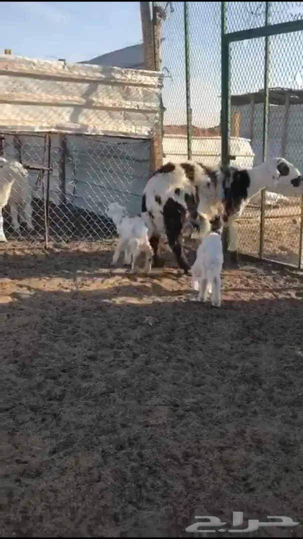 حريات متابيع 6 معها 7 شرق الرياض - عاجل  (image 7)