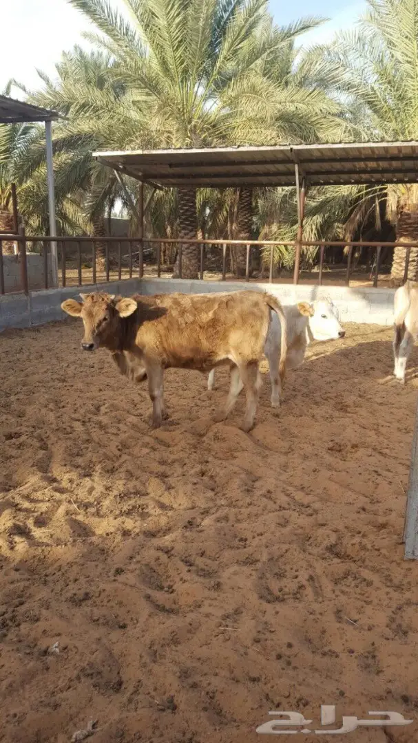 عجاجيل سويسري الماني جيرسي - فرصة استثمارية! (image 1)