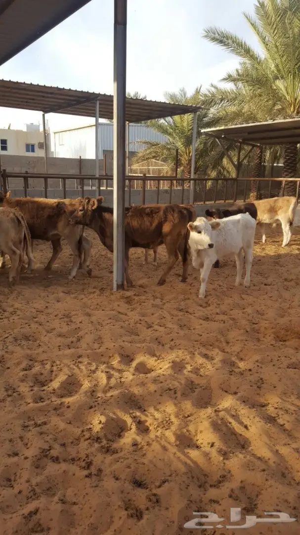 عجاجيل سويسري الماني جيرسي - فرصة استثمارية! (image 3)